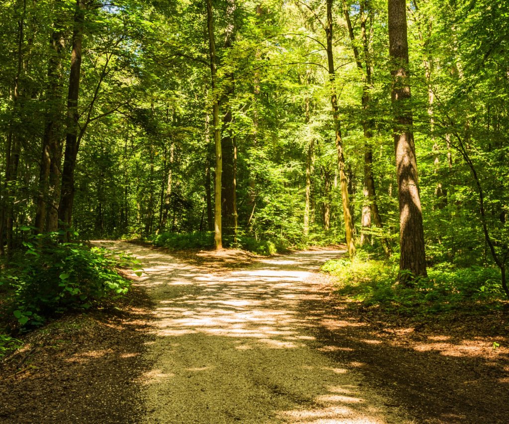 Forked roads in green forest | Community Capital Management, LLC